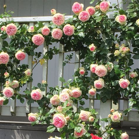 heirloom climbing roses